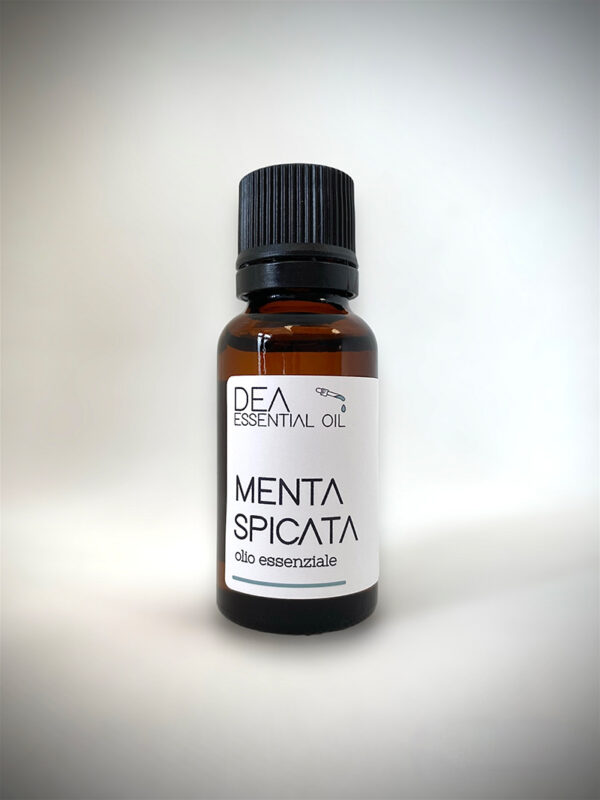 Menta Spicata